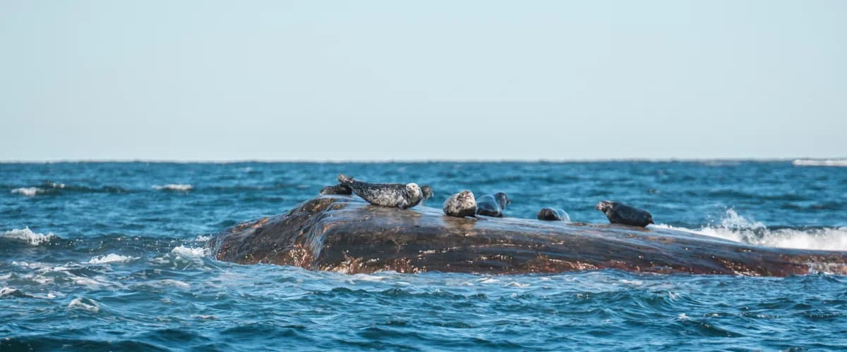 Sälsafari i Kosterhavet med besök på Ursholmen